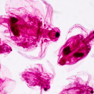 Photo au microsope dezooplancton d'eau douce, espèce de daphnie (petit crustacé). [fotolia - sinhyu]