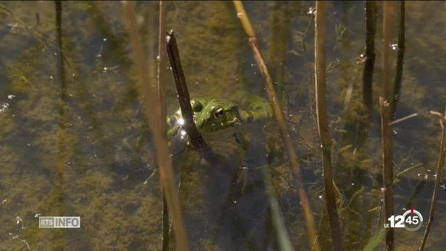 VS: l’assainissement d’une décharge bioactive met en péril l’habitat de batraciens