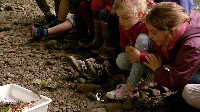 Une classe découvre l’importance des insectes en pleine nature