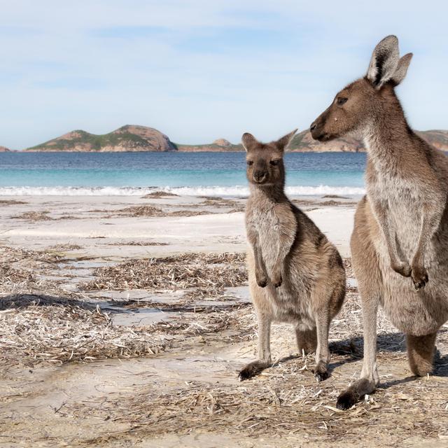 Kangourous à la plage en Australie. [fotolia - francoschettini]