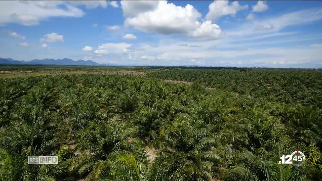L’huile de palme est un point de friction dans l’accord de libre-échange entre la Suisse et l’Indonésie