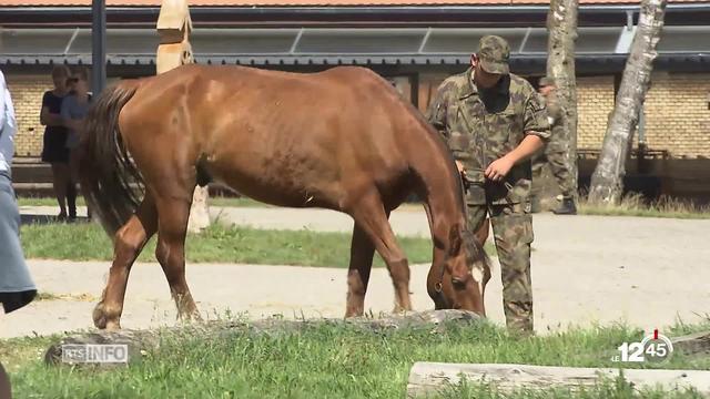 Affaire de maltraitance animale en Thurgovie: un rapport dévoile toute la vérité sur cette affaire.