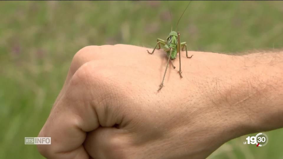 Série biodiversité, quatrième volet: l'intensification de l'agriculture met en péril la survie des prairies