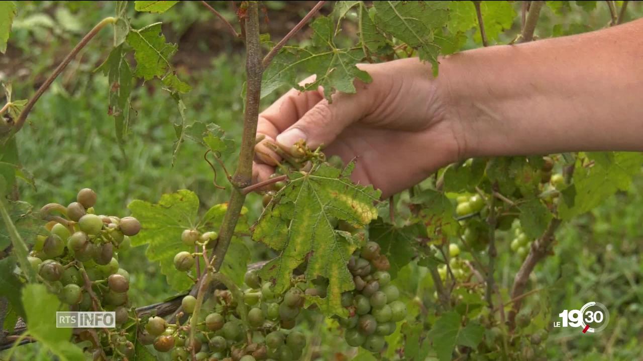 Grêle à Genève: certains viticulteurs ont perdu jusqu'à 50% de leur récolte en une nuit