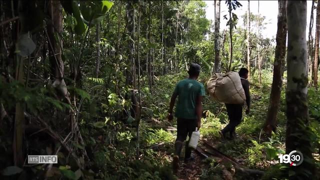 En Colombie, la coca résiste aux plans de reconversion agricole