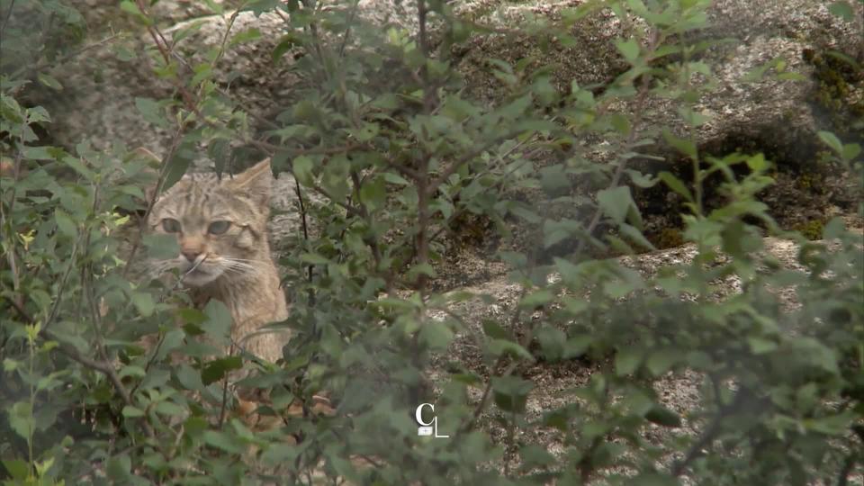 JU : La Série « espèces rares » : le chat sauvage fait son retour en Suisse