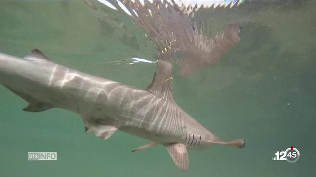 Galapagos: découverte d’une pouponnière de requins marteaux