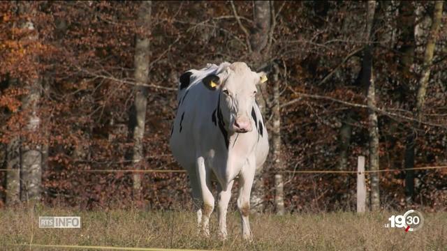 Décès attribués à la résistance aux antibiotiques: 276 par an. Fribourg veut mieux cibler leur utilisation.