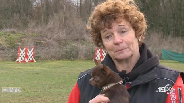 Dressage des chiens: les Vaudois contre les cours obligatoires