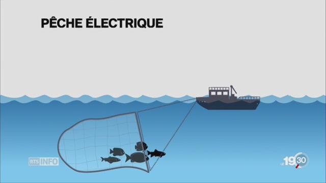 Filets électriques: pêche controversée