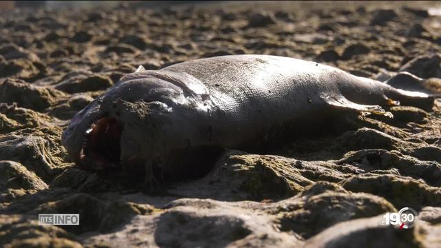 La sécheresse affecte la faune helvétique. Hécatombe de poissons sur les berges de l'Orbe.