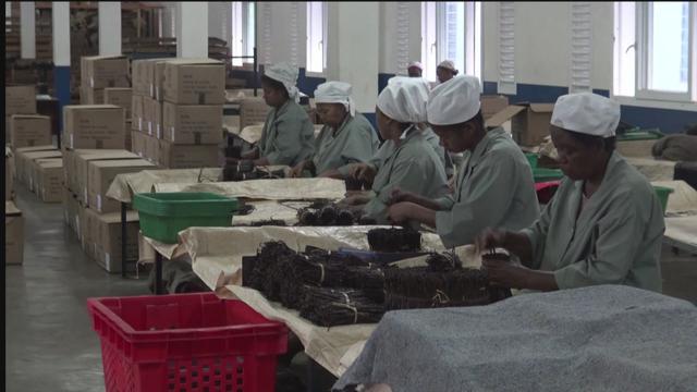 La production de vanille à Madagascar