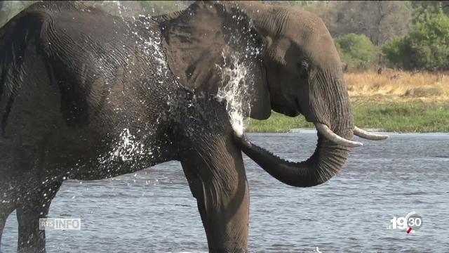 L'éléphant africain est vénéré mais aussi menacé. L'animal stupéfie les scientifiques avec une découverte sur sa peau.