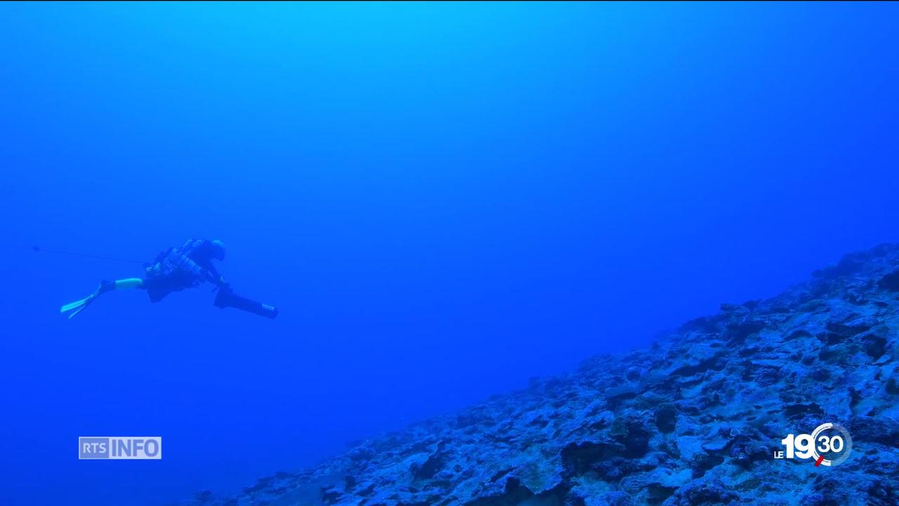 En Polynésie, l'expédition Under the Pole étudie les coraux d'eau profonde pour sauver les massifs coralliens