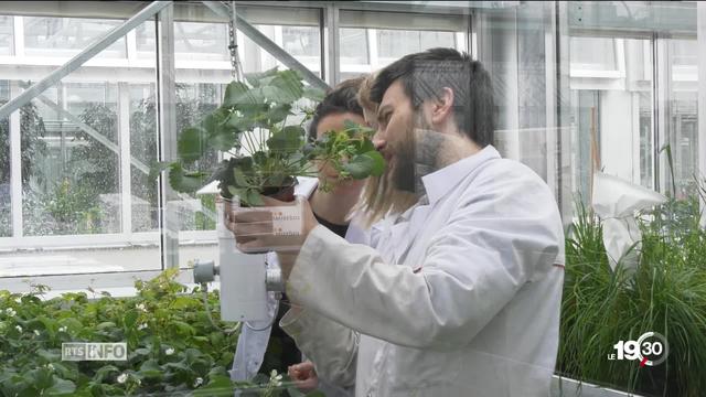 L’Agroscope restera présent dans le canton de Vaud. Berne fait machine arrière.