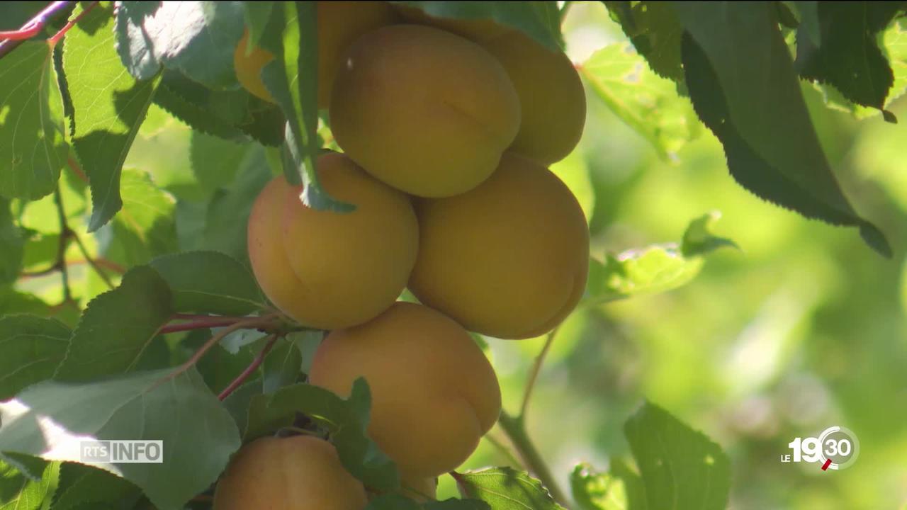Les deux nouvelles variétés d'abricots Lia et Mia sont développées à grand renfort de technologies