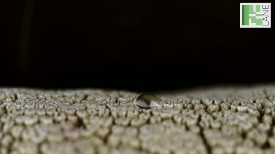 Infiltration de l'eau dans la peau de l'éléphant.