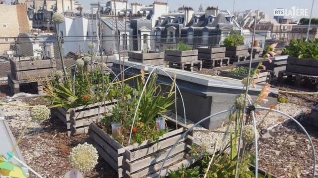 Reportage sur le terrain, un potager sur le toit de l’université.