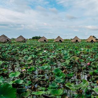 Plantation de lotus, Cambodge [fotolia - matilda553]