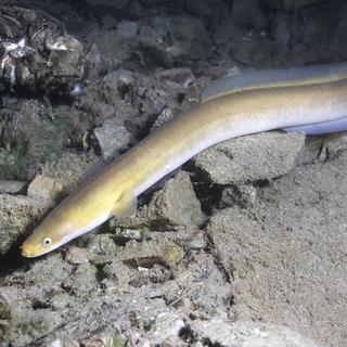 L'anguille européenne (anguilla anguilla) [Fotolia - Rostislav]