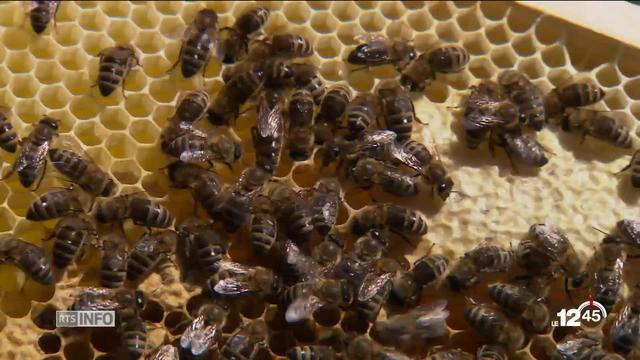 Journée des abeilles: un appel au secours pour un insecte menacé par les pesticides