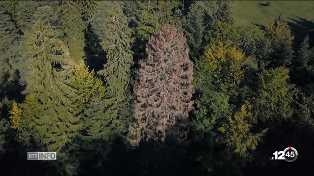 Forêts suisses: inquiétude des professionnels qui craignent une catastrophe due aux ravages du bostryche.