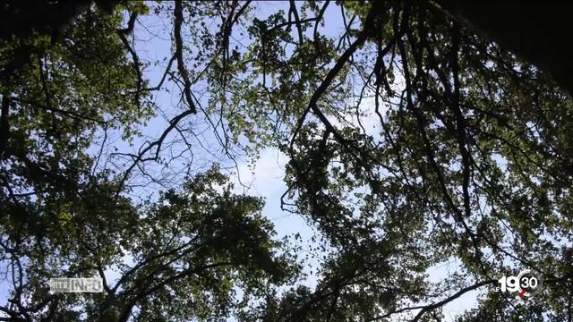 La canicule frappe aussi les arbres. Le hêtre suisse notamment, souffre de la chaleur et pourrait même disparaître du plateau