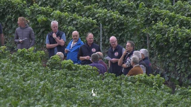 La Fête des Vignerons à Vevey, c'est dans dix mois. Les 300 hectares de vigne de la Confrérie viennent d'être expertisés.