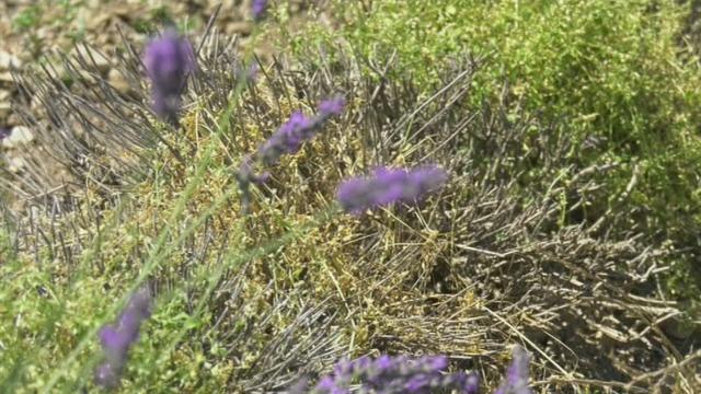 L'agriculture, s'acclimater ou périr