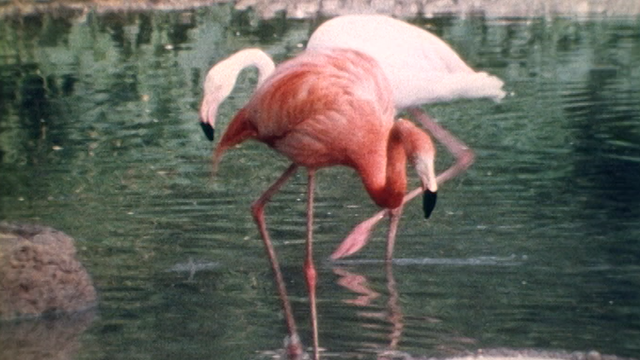 Les flamands roses du zoo de Bâle. [RTS]