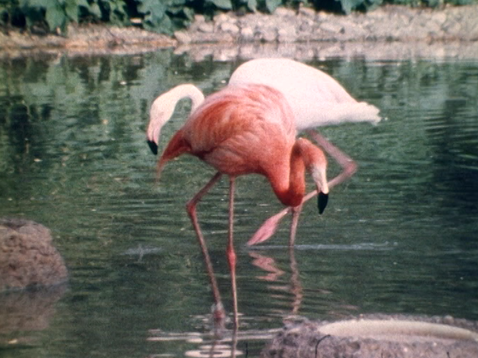 Les flamands roses du zoo de Bâle. [RTS]