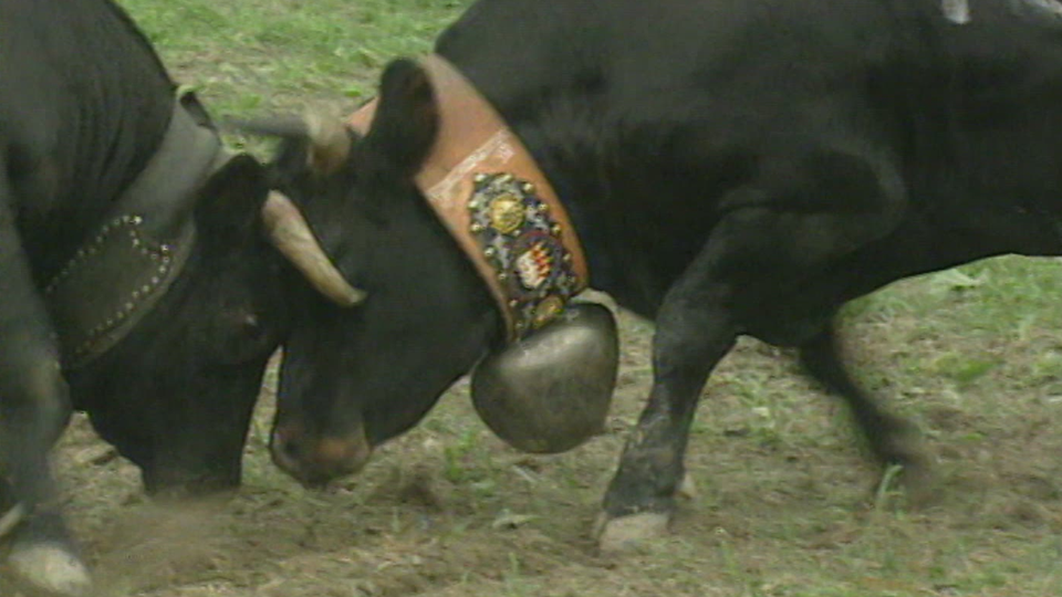 Combats de reines, la passion de l'arène: Val d'Hérens