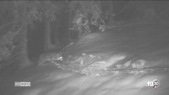 En Valais, le tir de deux loups vient d'être autorisé: dans le Val d'Anniviers et dans la Vallée de Conches.