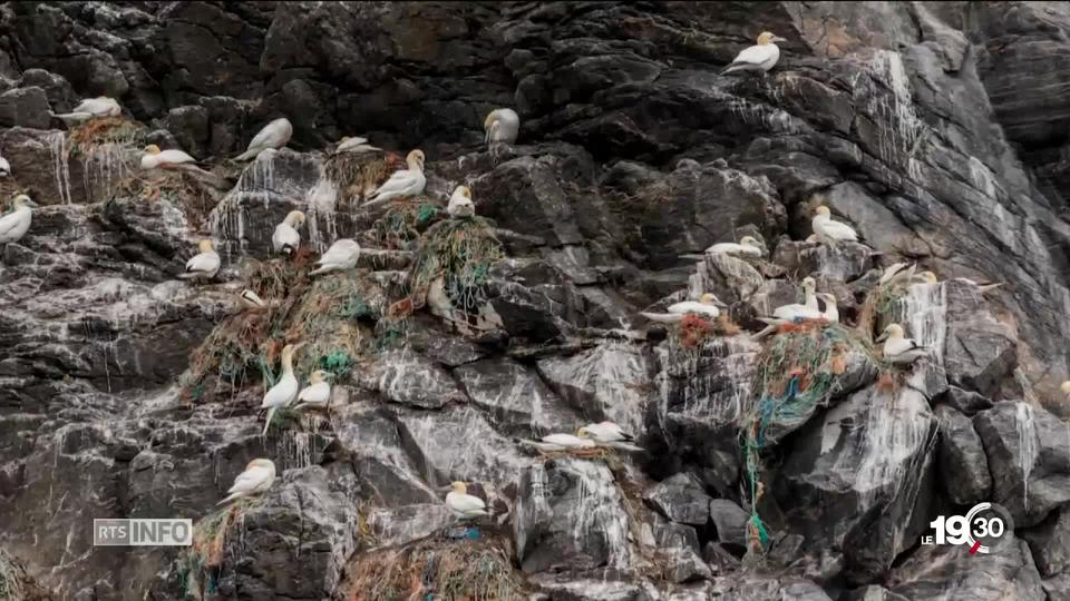 Les macareux de Norvège construisent leurs nids avec nos déchets