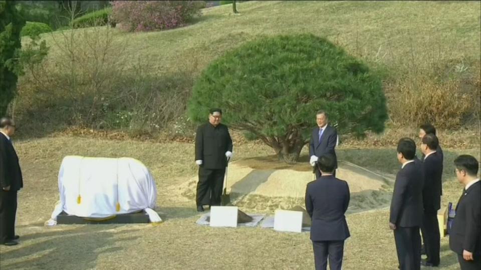 Un arbre de la paix planté entre les deux Corées