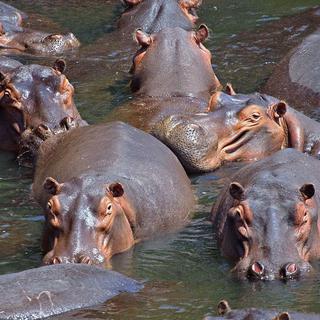 Troupeau d'hippopotames [CC by SA - Paul Maritz]