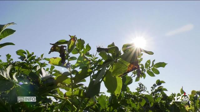 Sécheresse: les cultures souffrent d'un manque d'eau dans tout le pays. Patates, betteraves et maïs particulièrement touchés.