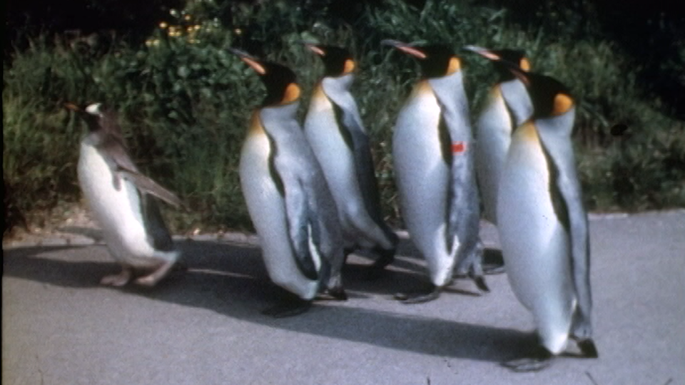 Promenade des manchots du zoo de Bâle en 1974. [RTS]