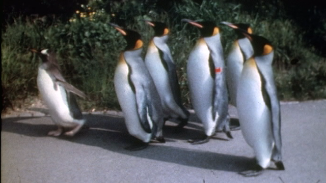 Promenade des manchots du zoo de Bâle en 1974. [RTS]