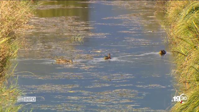 La Confédération veut revoir à la hausse les concentrations maximales de certains pesticides dans les eaux.