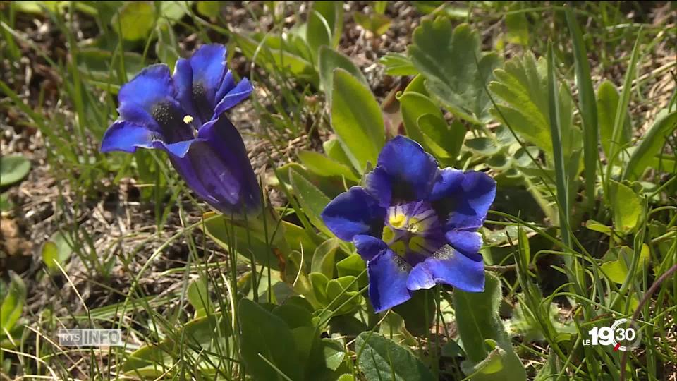 Biodiversité: les montagnes. Le changement climatique et les activités des hommes font que certaines espèces disparaissent