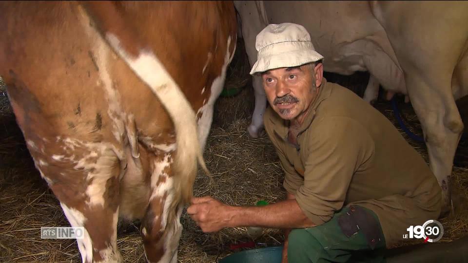 Souveraineté alimentaire, le monde agricole est divisé sur cette initiative populaire du 23 septembre