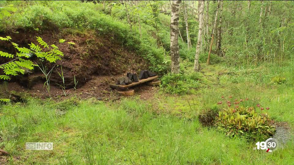 Série sur la biodiversité: dans ce premier épisode, les zones humides en péril