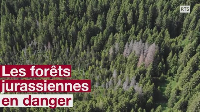 Les forets jurassiennes en danger