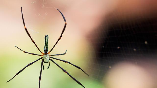 Araignée. [Depositphotos - Deerphoto]