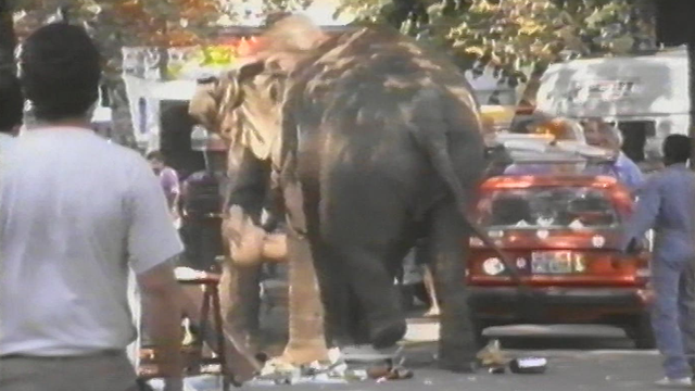 Deux éléphants échappés du cirque Knie en 1991. [RTS]