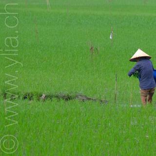 Paysan dans une rizière au Vietnam [DR - Ylia.ch]