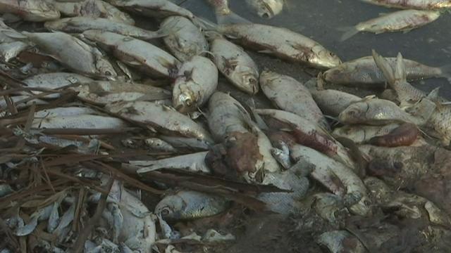 En Australie, la sécheresse cause la mort des poissons.