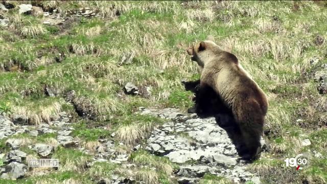 L'ours aperçu hier en Suisse est protégé par la loi fédérale sur la chasse.