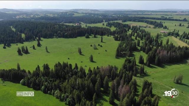 Les forêts suisses souffrent du réchauffement climatique. Des mesures particulières ont été prises dans le Jura